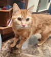 adoptable Cat in OKC, OK named Nicole