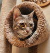 adoptable Cat in OKC, OK named Winnie