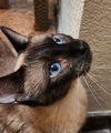 adoptable Cat in OKC, OK named Tessa