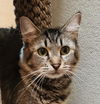 adoptable Cat in OKC, OK named Julia