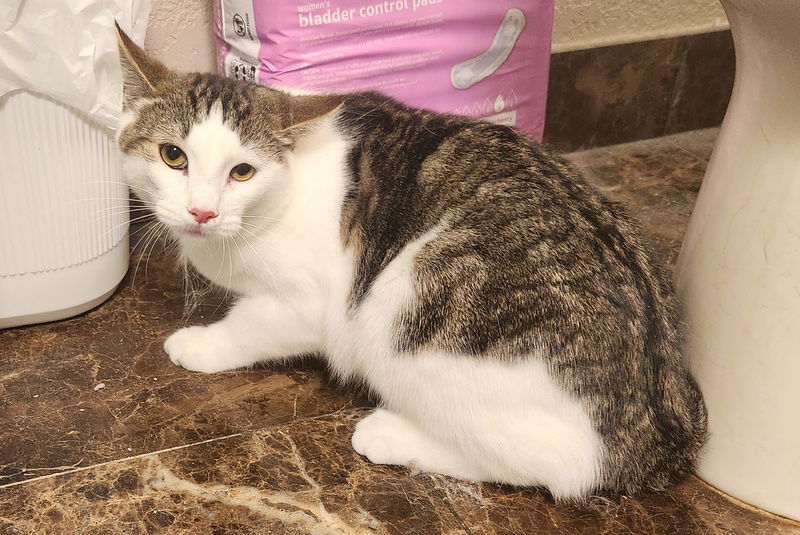adoptable Cat in OKC, OK named Kenny