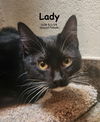 adoptable Cat in OKC, OK named Lady