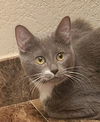 adoptable Cat in OKC, OK named Latte