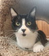 adoptable Cat in OKC, OK named Lola
