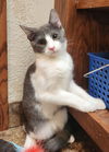 adoptable Cat in OKC, OK named Scooby