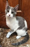 adoptable Cat in OKC, OK named Skye