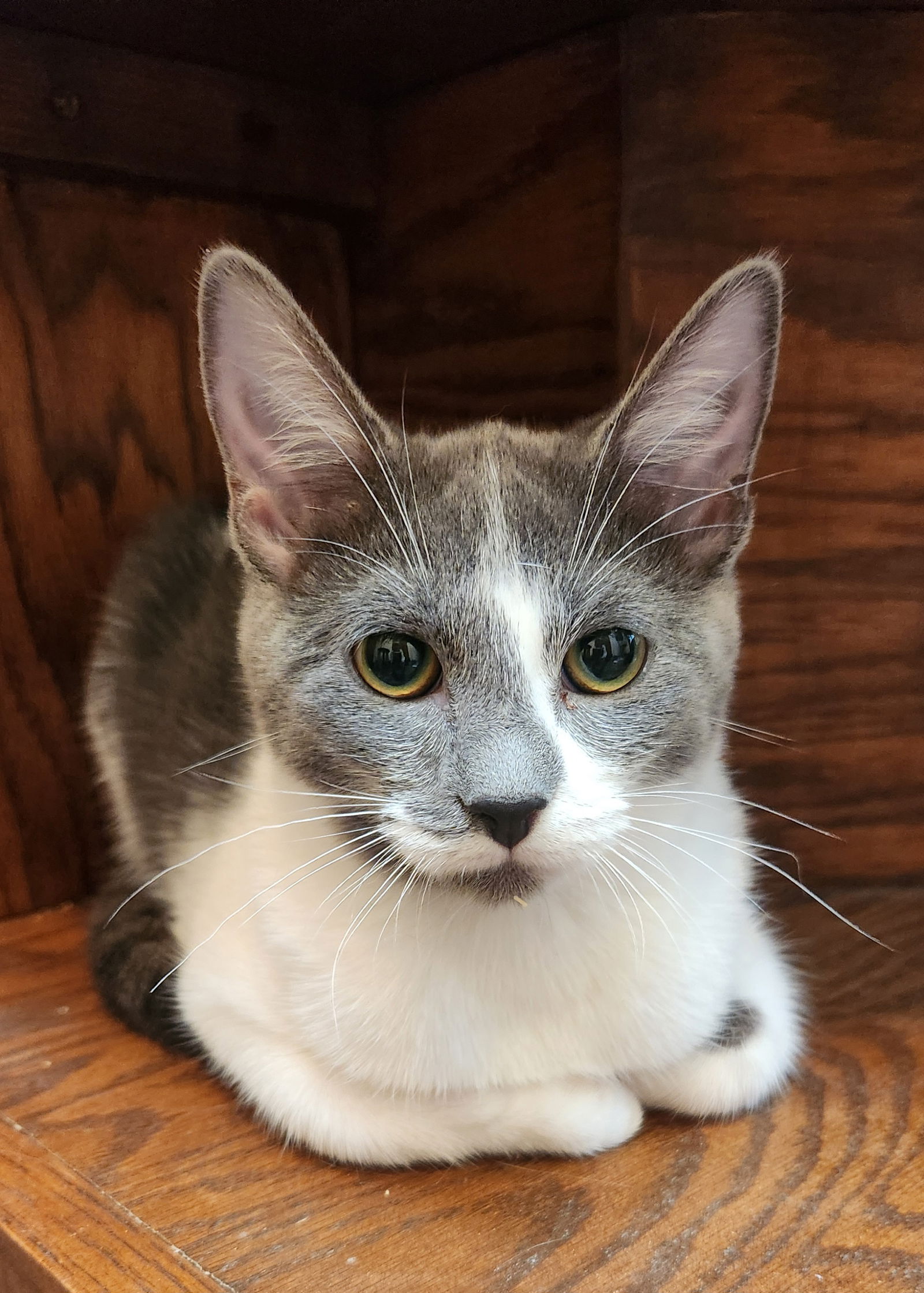 adoptable Cat in OKC, OK named Sweep