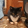 adoptable Cat in OKC, OK named Venus