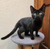 adoptable Cat in OKC, OK named Velvet