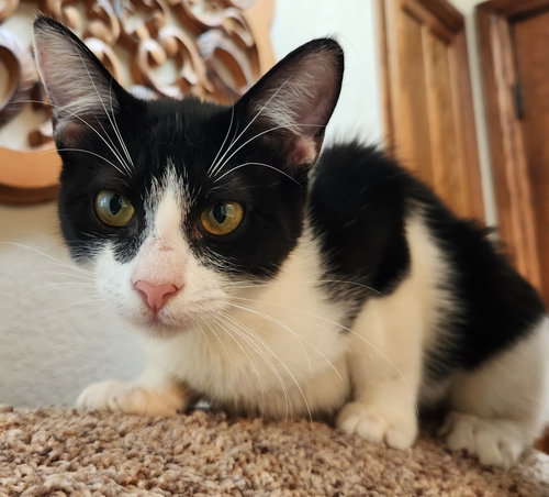 Chynne, an adoptable Domestic Short Hair in Oklahoma City, OK
