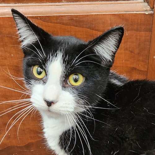 Colin, an adoptable Domestic Short Hair in Oklahoma City, OK