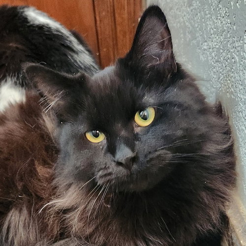 Cooper, an adoptable Domestic Long Hair in Oklahoma City, OK