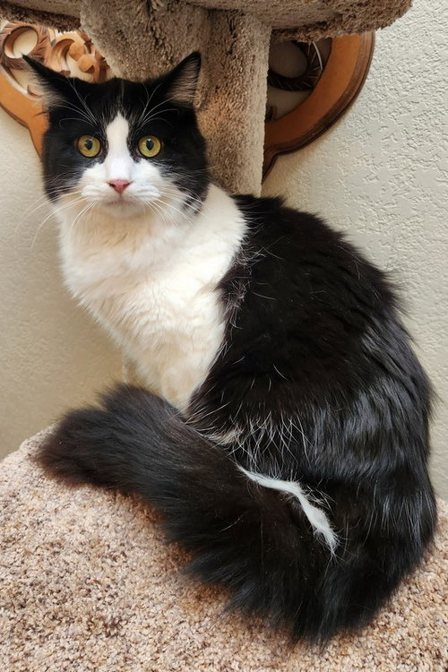 Cowboy, an adoptable Domestic Long Hair in Oklahoma City, OK