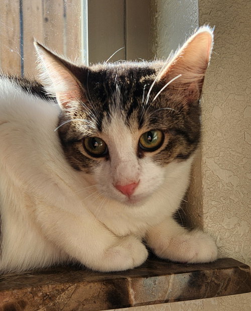 Duke, an adoptable Domestic Short Hair in Oklahoma City, OK