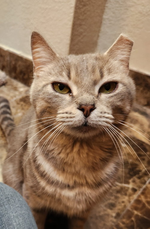 Annie, Young Domestic Short Hair / Mixed (short coat), cat for adoption in Norman, Oklahoma