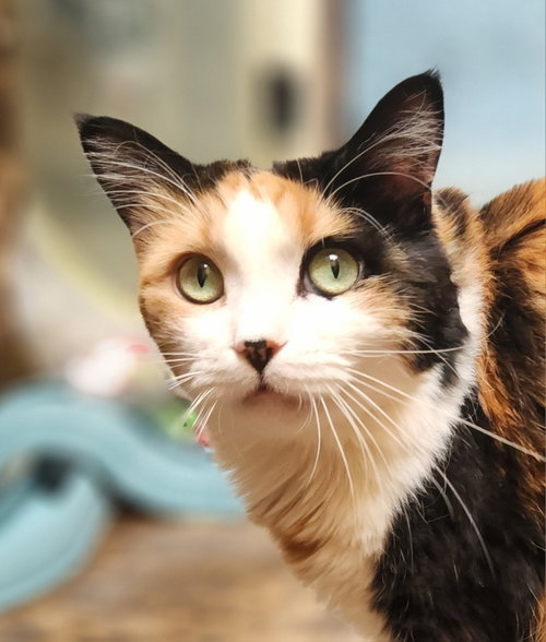 Callie, Adult Domestic Short Hair / Mixed (medium coat), cat for adoption in Norman, Oklahoma