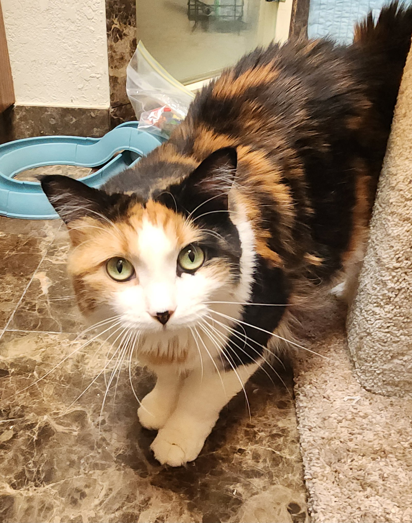 Callie, photo 2