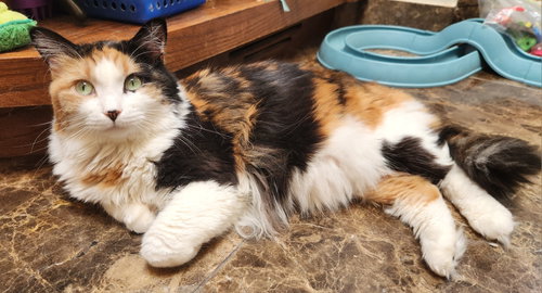 Photo 3 of Callie
