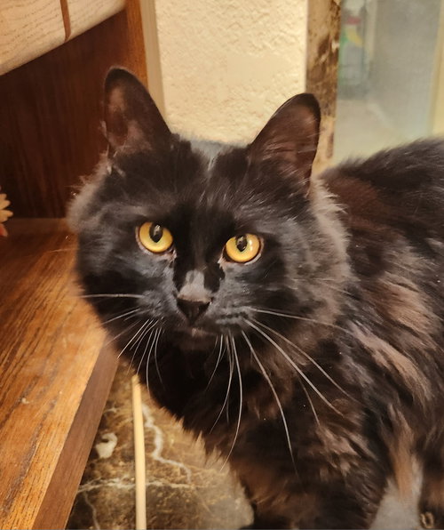 Gizmo, Adult Domestic Long Hair / Mixed (long coat), cat for adoption in Norman, Oklahoma