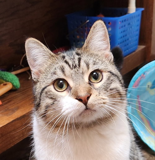 Warrior, Young Domestic Short Hair / Mixed (short coat), cat for adoption in Norman, Oklahoma