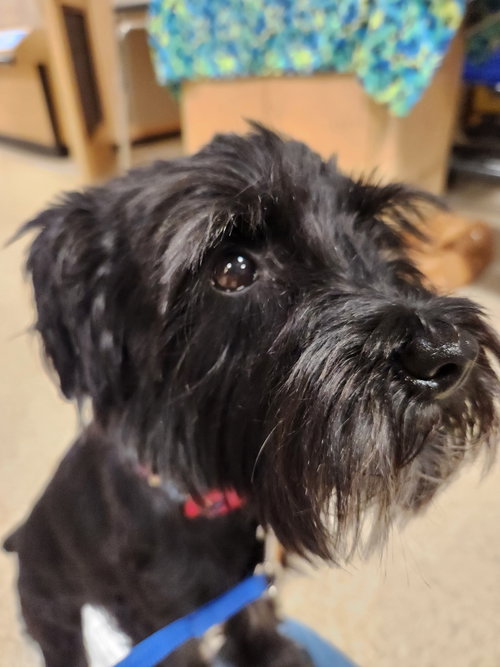 picture of the dog needing adoption