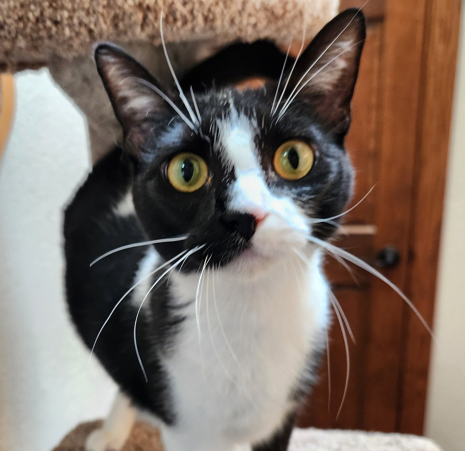 Penny, Domestic Short Hair