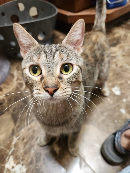 Lilly, a cat for adoption from Pet Adoption & Welfare Services of OK