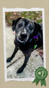 Senior Bonded Pair Dumped - Photo 2