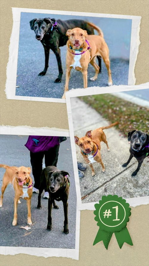 Senior Bonded Pair Dumped — thumbnail 3
