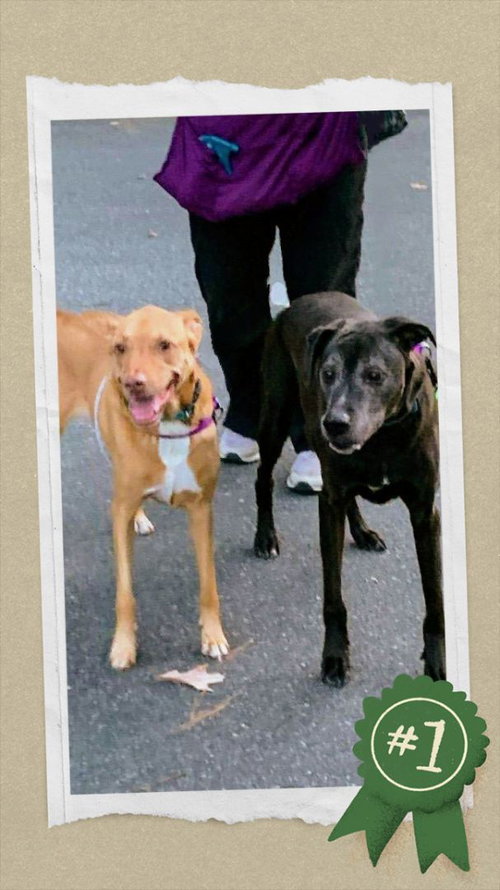 Senior Bonded Pair Dumped — thumbnail 4