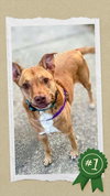 Senior Bonded Pair Dumped - Photo 5