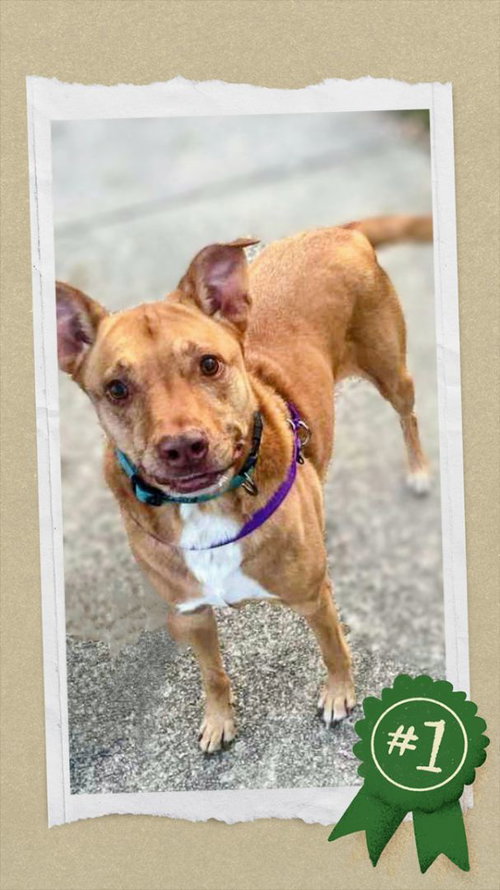 Senior Bonded Pair Dumped — thumbnail 5