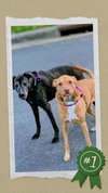 Senior Bonded Pair Dumped - Photo 6