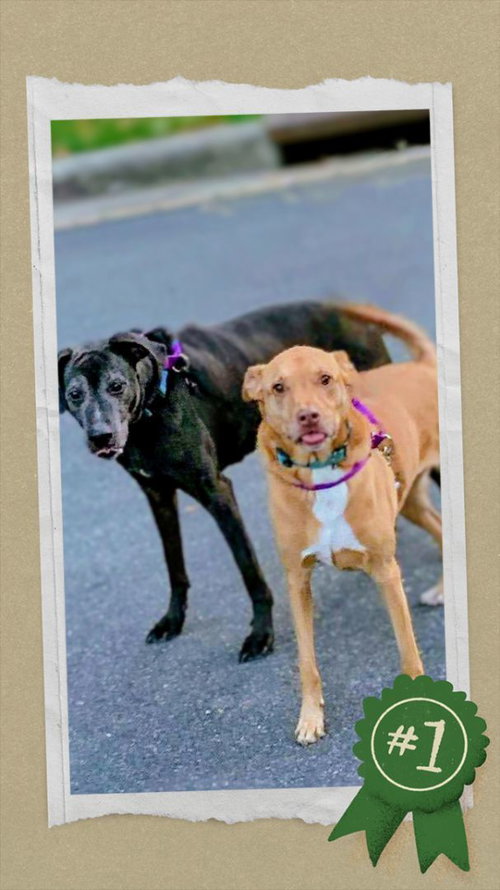 Senior Bonded Pair Dumped — thumbnail 6