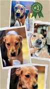 adoptable Dog in raleigh, NC named Lorena - Urgent
