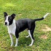 adoptable Dog in Columbia, SC named Izzy - Urgent