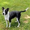 adoptable Dog in  named Izzy - Urgent