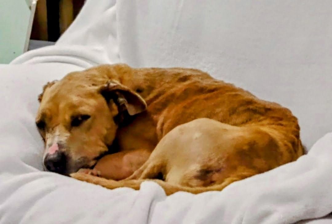 adoptable Dog in Raleigh, NC named Senior Cordorouy - Urgent Fospice Only