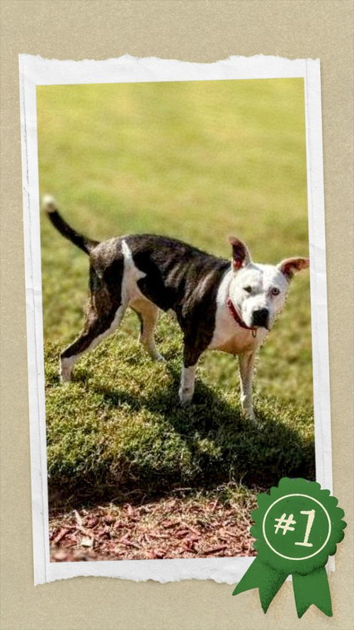Mona - Urgent 4 Mths in Boarding! — thumbnail 5