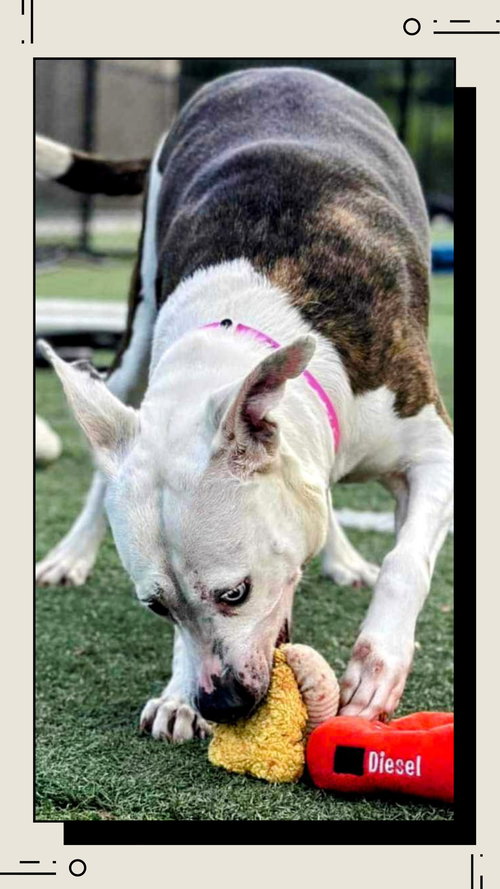 MONA - URGENT 4 MTHS IN BOARDING! - American Staffordshire Terrier available for adoption