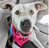 adoptable Dog in  named Mona - Urgent 4 Mths in Boarding!