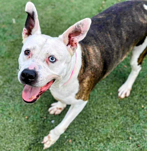 Mona - Urgent 4 Mths in Boarding! — thumbnail 6