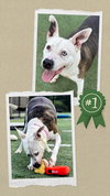 Mona - Urgent 4 Mths in Boarding! - Photo 8