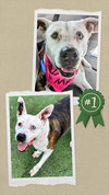 Mona - Urgent 4 Mths in Boarding! - Photo 3