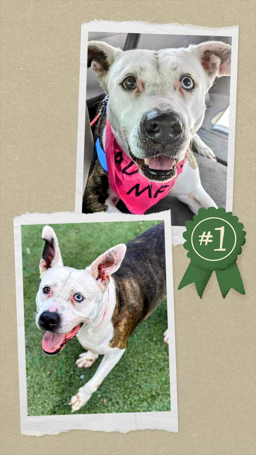 Mona - Urgent 4 Mths in Boarding! — thumbnail 3