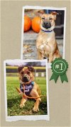 adoptable Dog in morrisville, PA named Mocha - Urgent