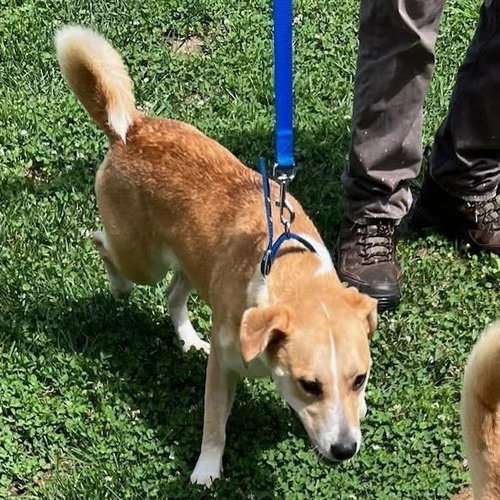 LUCY - Labrador Retriever / Terrier available for adoption