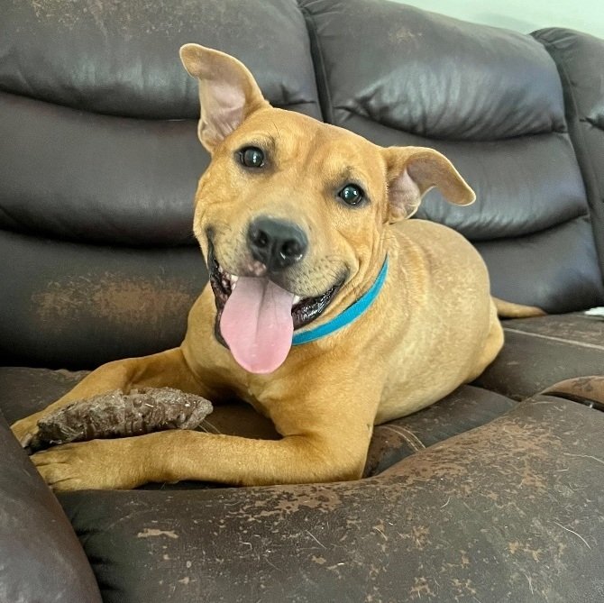 adoptable Dog in Raleigh, NC named Chaz