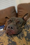 Pimms - Photo 4