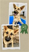 adoptable Dog in columbia, sc, SC named Demi - Urgent